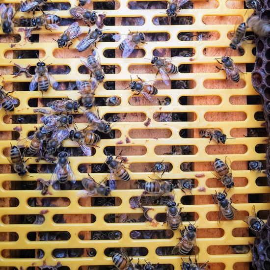 Benefitbee 12PCS Beekeeping Plastic Queen Excluder Fit for 10 Frame Langstroth Beehives Separating The Queen from Bees,510x410mm