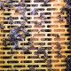 Benefitbee 12PCS Beekeeping Plastic Queen Excluder Fit for 10 Frame Langstroth Beehives Separating The Queen from Bees,510x410mm