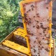 Beekeeping Supplies Bee Frames Bee Foundations Box 2 Pack Honey Comb Frames with 16 PCS Honeycomb Cassettes