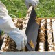 Bee Pro Feeder Beehive Frame Feeder Deep Frame Water Feeder for Beekeeping Bee Feeding Tools