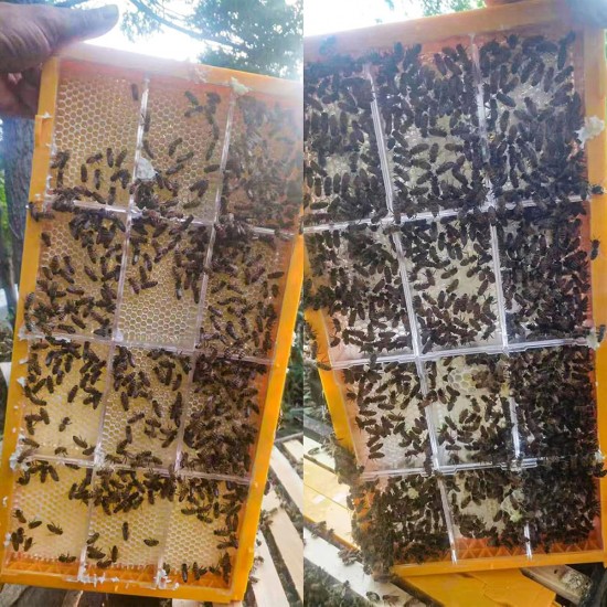 Beehive Frames Kit 2Pack Honey Comb Frames with 24PCS Honeycomb Cassettes Assembled Honey Beehive Frames&Honeycomb Boxes for Beekeepers