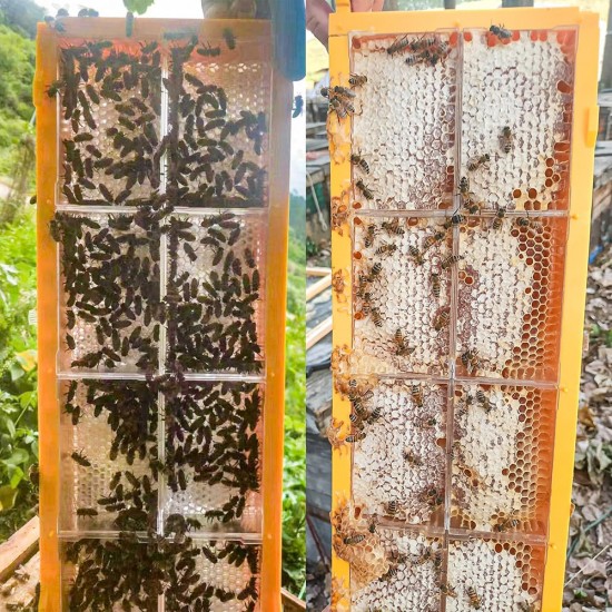 Beekeeping Supplies Bee Frames Bee Foundations Box 2 Pack Honey Comb Frames with 16 PCS Honeycomb Cassettes